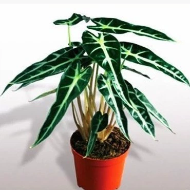 Маленькая фея черный лист Таро зеленое растение водопоглощающее растение в горшке стол для очистки воздуха Комнатные цветы зеленое растение в горшке стрелка