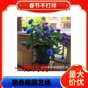 ���ٵĻ��@�������Ի���o�M�Ĵ󻨻����f�A�R�̨���@ͥԺֲ��