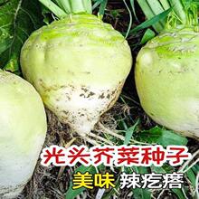 ���^�˷N�ӹ��^��˷N�Ӵ�������˱P���̲˴����߲˷N�Ӱ��b�S�C