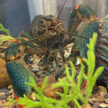活体澳龙宠物虾鱼缸观赏虾大型鳌虾龙虾澳洲淡水鲜活蓝龙虾小青龙