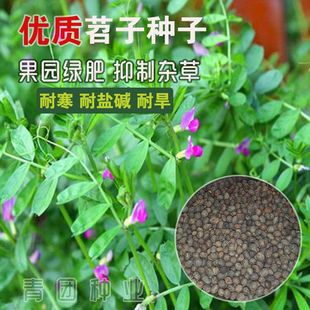 ë��N���L��ëҰ�㶹�N�Ѽ����㶹�Në�~���~�ϻ�����ë������