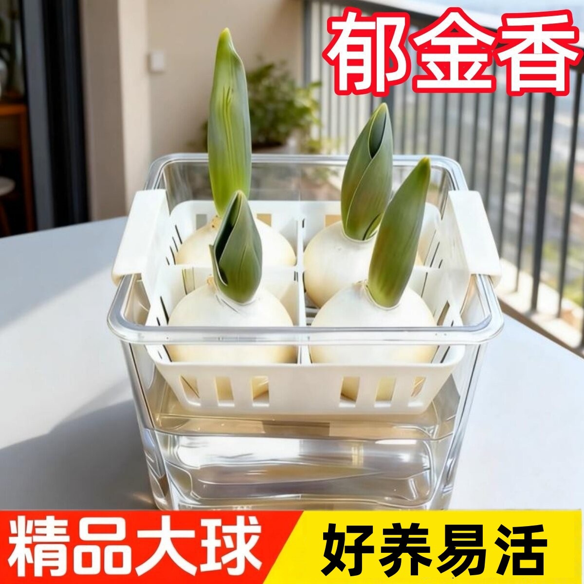郁金香种球水培花卉定植篮室内花植物四季种子盆栽花苗土水养好活