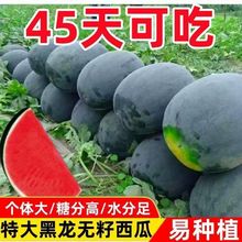 懒汉巨型黑龙无籽西瓜种子特大高产早熟薄皮四季种植黑皮西瓜种子