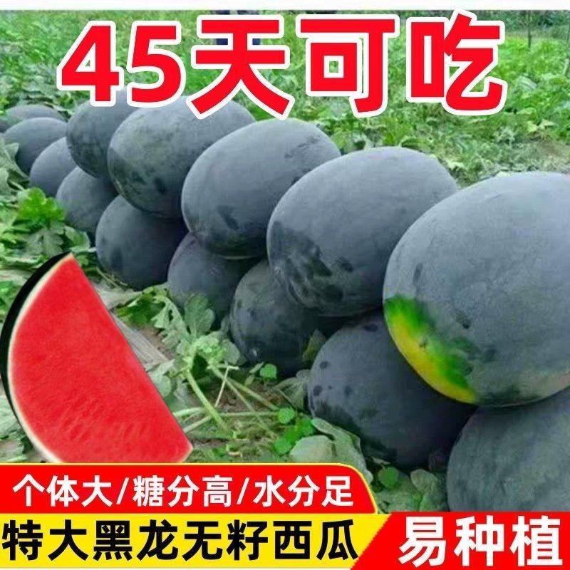 懒汉巨型黑龙无籽西瓜种子特大高产早熟薄皮四季种植黑皮西瓜种子