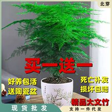 文竹盆栽盆景植物室内水培植物花客厅桌面办公室绿植室内盆栽好养