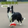 幼犬活体纯种边境工作犬