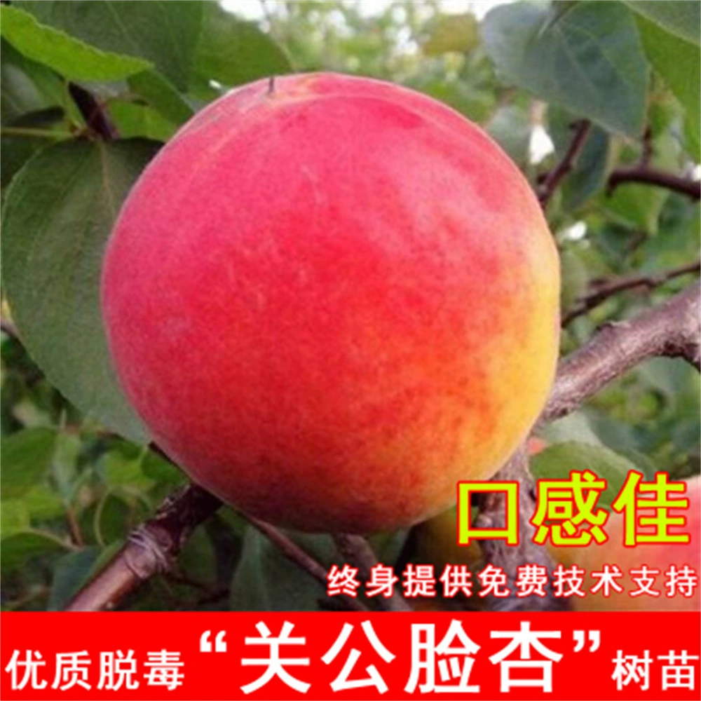 Привитая абрикос Рассада Ранняя зрелость Сладкий абрикос Гигантский медовый король Абрикос Сад Посадка в горшке на севере и юге Посадка рассады года