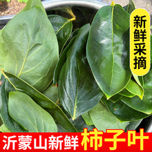 沂蒙山新鲜柿子叶嫩柿叶野生柿子叶新鲜采摘霜后中药材柿子叶