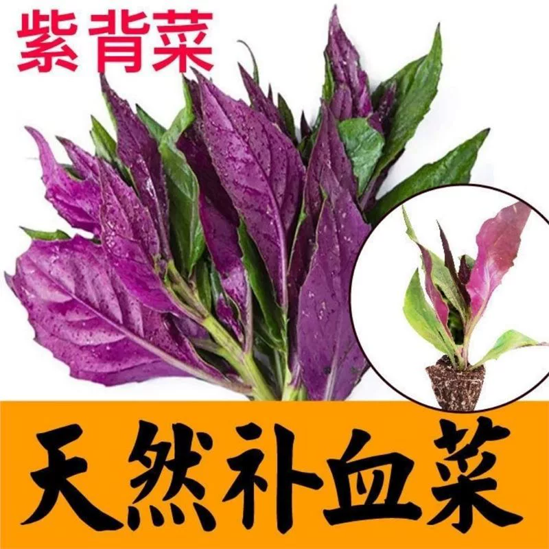 Натуральные семена овощей с фиолетовыми листьями Tiankui, овощи с кровавыми листьями, овощи красного феникса, сицзянские специальные питательные семена овощей Гуаньинь