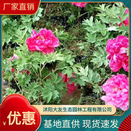 芍药根块带芽批发种根别离草牡当年开芍药花苗盆栽地栽种苗丹观花