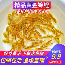 活体观赏鱼黄金锦鲤黄金龙凤三色锦鲤红白锦鲤红草鱼冷水鱼淡水鱼