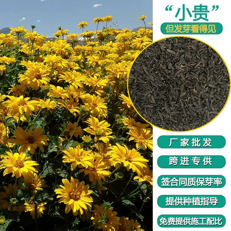 Оптовая продажа семян астры для балконного озеленения, ландшафтного дизайна, семян цветов, семян астры для клумб, семян сухоцветов.