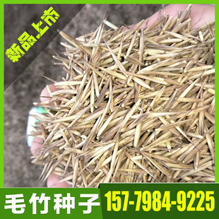 新采摘大型毛竹种子 生长快南竹茅竹楠竹毛竹种子食用竹笋竹子种-阿里巴巴