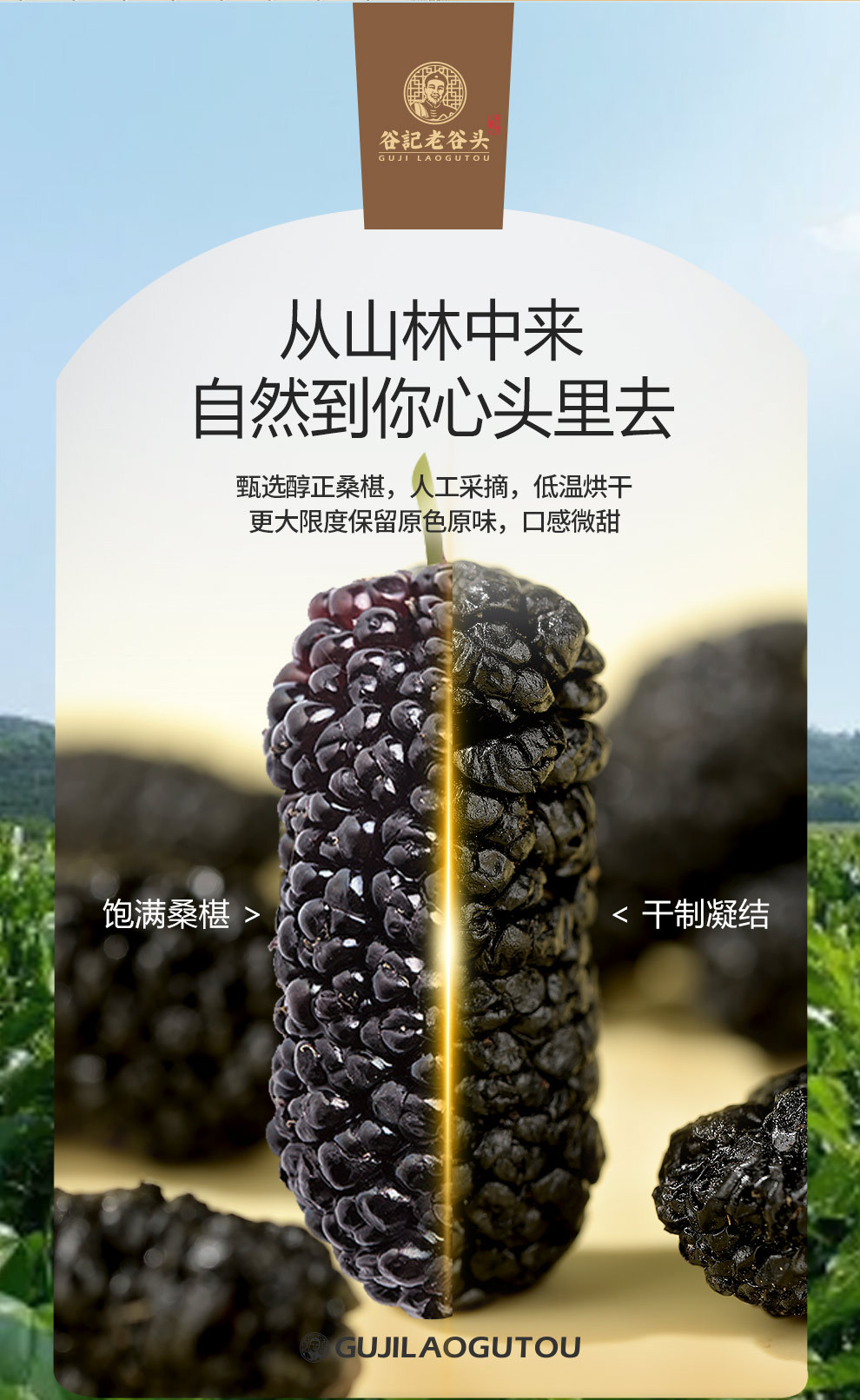 Dried Mulberry Fruit Ready to Eat Black Mulberry Tea Wellness Tea 300g key features