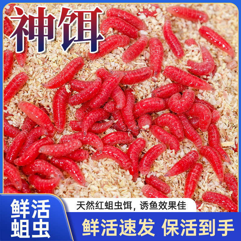 Fresh Red Maggot Live Bait, Red Worm Fish Bait, Outdoor Wild Fishing Crucian Carp Bait, Stream Mouth Explosion Bait, Red Yeast Insect