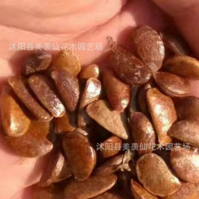 耐寒软枣种子嫁接柿子树钻木子君迁子野生柿子黑枣籽高产