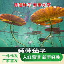 ˯ɏˮ�ݷN���~���b�ˮ�ݷN���쾰���w�ݸ׸�Ƽֲ�������ɏ�N��