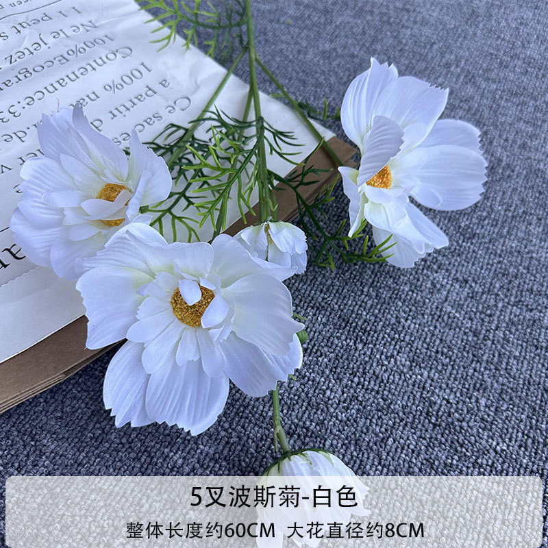 5 포크 페르시아 국화