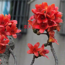 ľ�ޘ���ľ�޻�����ͥԺ���F�^�pԺ���L������;G����ľ�Tǰ����