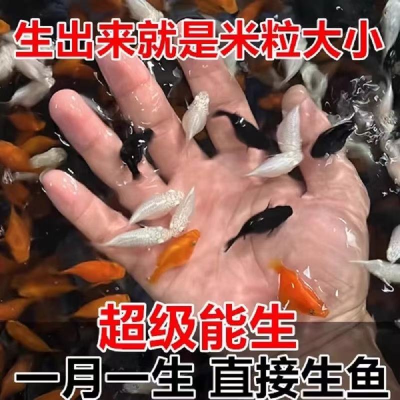 Four-Color Mary Fish, Cowfish, Benthic Fish, Live-Bore Fish, Directly Give Birth to Baby Fish, Small Tropical Fish Live Specimens Four-Color Mary Fish, Cowfish, Benthic Fish, Live-Bore Fish, Directly Give Birth to Baby Fish, Small Tropical Fish Live Specimens