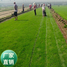 午夜2号早熟禾种子 冷季早熟禾草籽  四季青庭院别墅耐践踏草种子