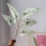 真彩观音婚庆手感海芋