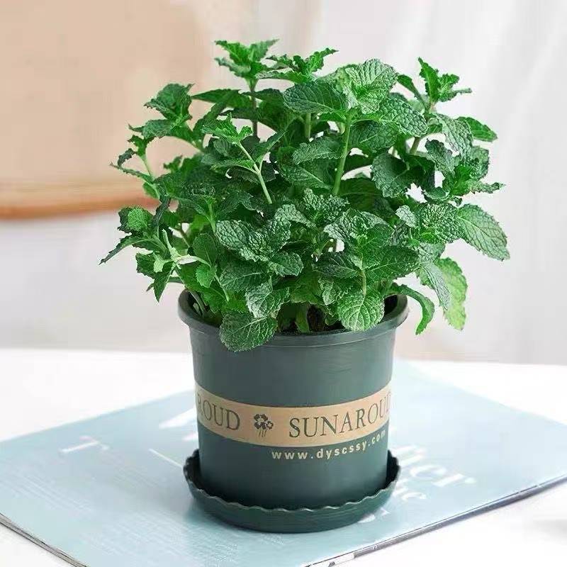 Mint Potted Edible Tea Four Seasons Evergreen Seedlings Balcony Mosquito Repellent Plants Easy to Raise and Live Mint Leaves of spearmint