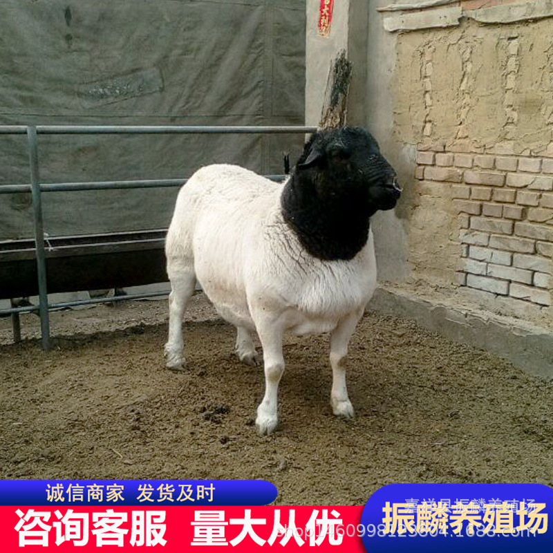 黑头杜泊绵羊和澳洲白羊的区别 杜泊小羊羔怀孕母羊种公羊价格