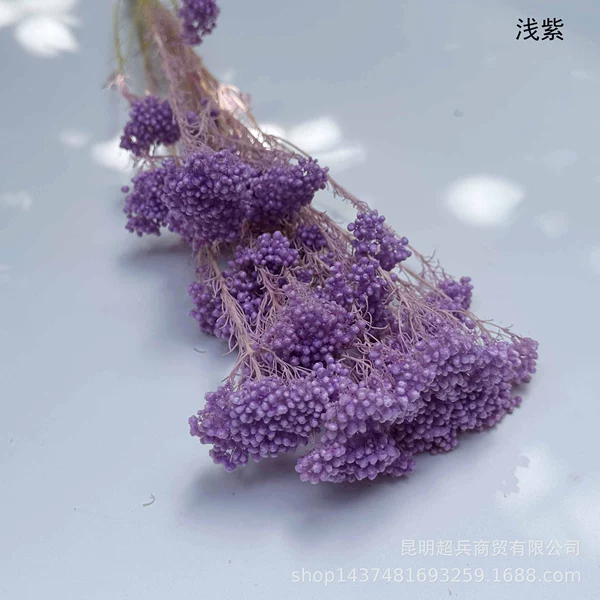 ◦◦◦◦◦◦Light purple◦◦◦◦◦◦