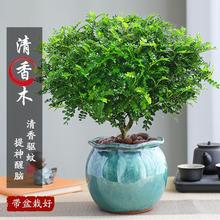 正宗清香胡椒木盆栽绿植驱蚊花卉植物室内树苗老桩盆景景德镇陶瓷