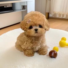 ����С��̩�ϲ豭Ȯ���pȮ��Ȯ���w�����F�eȮ��ͥ��HȮ��������