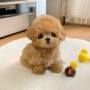 纯种活体定制狗狗玩赏犬