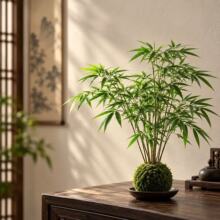 一件代发丛生凤尾竹盆栽竹子庭院观赏植物微型盆景米竹苗室内阳台
