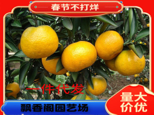 Dropshipping Grafted Orange Seedlings Shatang Orange Saplings Seedless Tangerines Planted in the North and South Courtyard Potted Ground Planting