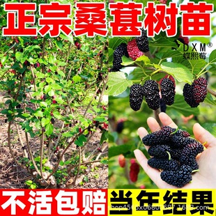����ɣ�ؘ���޽����L���ϱ����Nֲ���Ե����ش�̖�����箔��Y��