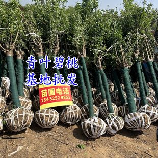 ���~���Ҙ�����ҵ����~����������Ҽt���~����ë�Ҙ�6-8������