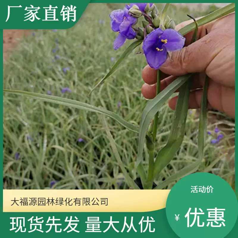 【基地批发】紫露草 苗圃批发 景观花卉多年生花海花卉规格齐全