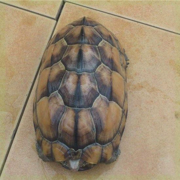 7–8 см
