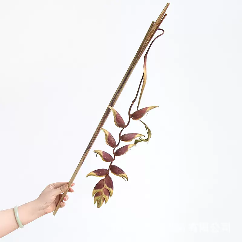 狂想者新品金嘴吊鸟蝎尾蕉干花真花侘寂风名宿软装家居装饰插花