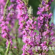 ǧ���˷N��ˮ��ֲ��N�ӻ��ܷN��ˮ��ֲ��