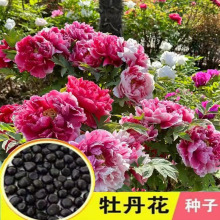 批发牡丹花种子大花重瓣花卉籽绿植物盆栽室内外庭院栽种芍药种子