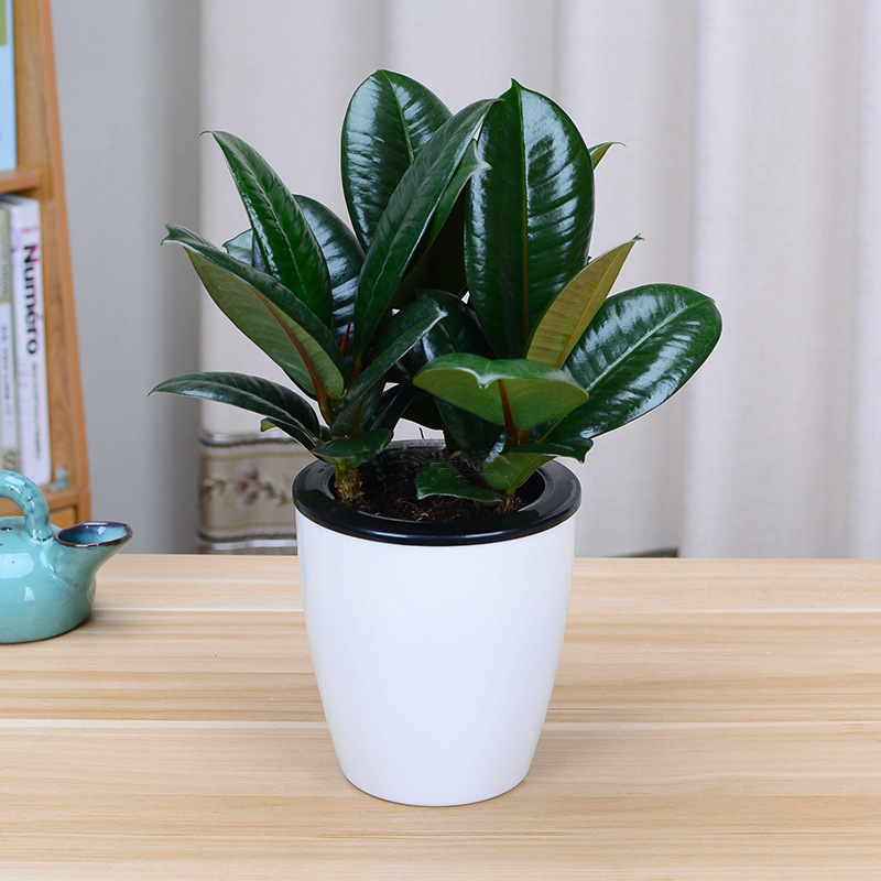 Hydroponic Black Diamond Rubber Tree Plant Indoor Office Foliage Easy to Maintain Bonsai Living Room Large Green Plant Flower Potted Plant Hydroponic Black Diamond Rubber Tree Plant Indoor Office Foliage Easy to Maintain Bonsai Living Room Large Green Plant Flower Potted Plant