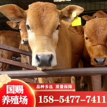 鲁西黄牛肉牛犊改良批发价格 西门塔尔肉牛犊养殖场 繁殖母牛价格