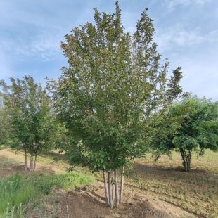 ���x����3-5����  �������Ę��籱�����Ĵ��z���Ę䴹�z�G����ľ