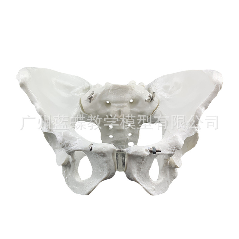 Ů�Թ���ģ����Ȼ�����ؽ����ǳܹǽṹ�츾����չʾ��ѧҽѧ