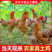 农家散养三黄鸡土鸡走地鸡嫩鸡草鸡整只线鸡新鲜现杀鸡鸡肉
