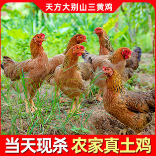 �r��ɢ�B���S�u���u�ߵ��u���u���u��ֻ���u���r�F���u�u��