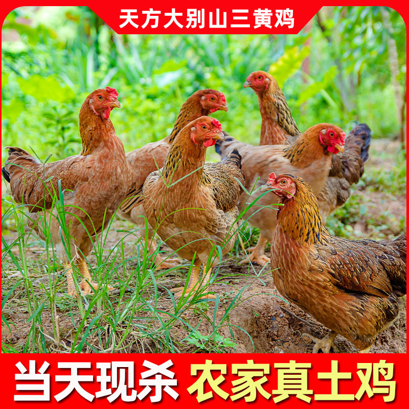 农家散养三黄鸡土鸡走地鸡嫩鸡草鸡整只线鸡新鲜现杀鸡鸡肉
