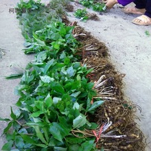 ʢԴؘ~һ֦NߗUAFС̫