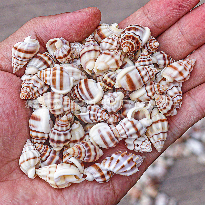 Concha Daquan natural con cera de pescado, materiales decorativos mediterráneos DIY al por mayor